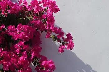 Donoussa Rooms 3* Δονούσα